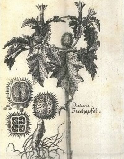 „Datura – Stechapfel“, Augsburg 1763.
