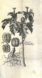 „Datura – Stechapfel“, Augsburg 1763. 