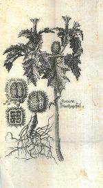 „Datura – Stechapfel“